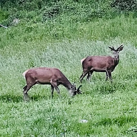 La Grange De L'adour - Trassouet קמפן